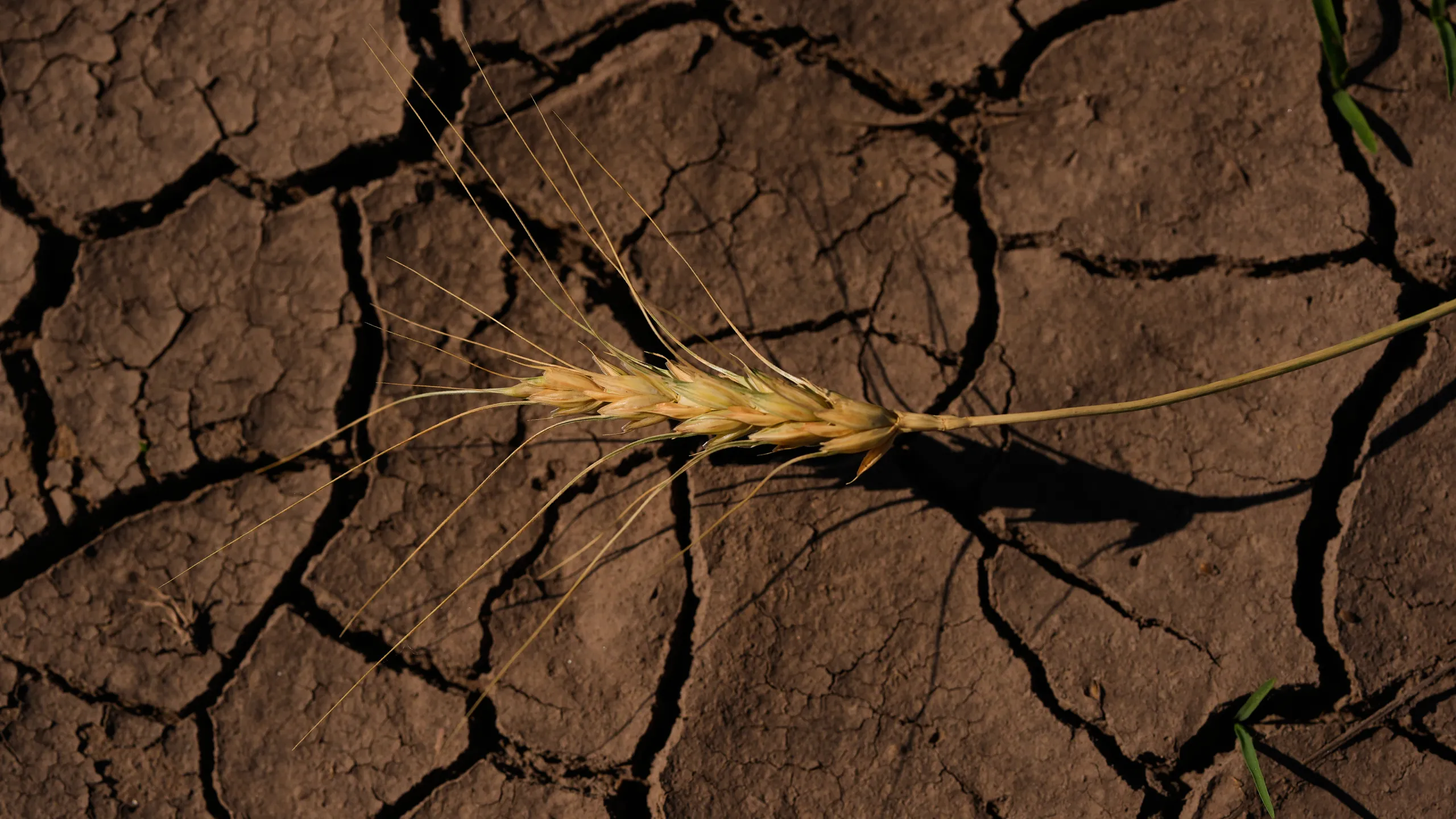 „Super El Niño” ar putea declanșa un val global de scumpiri alimentare cu efecte până în 2028, avertizează analiștii