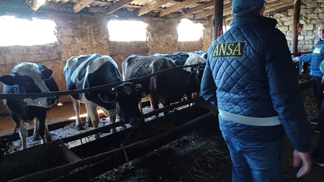 ANSA a confiscat opt tone de carne fără acte: „Siguranța alimentară nu este negociabilă”