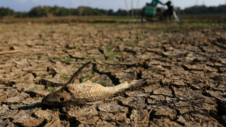 Avertisment ONU: un episod puternic El Niño se va intensifica din august: temperaturi peste normale, precipitații puține