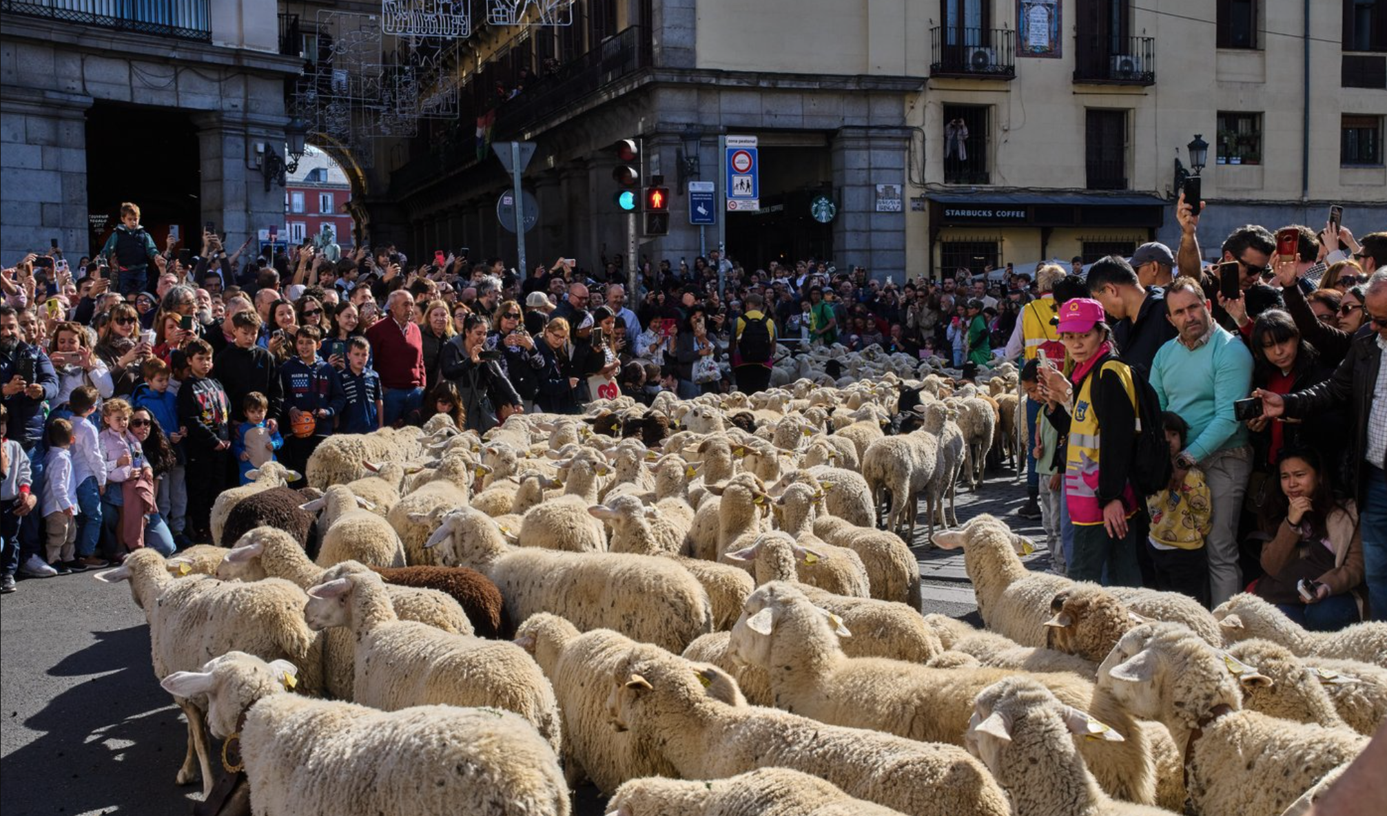 Peste 1.400 de oi și capre au invadat străzile Madridului! Turmele au fost nevoite să ocolească un protest
