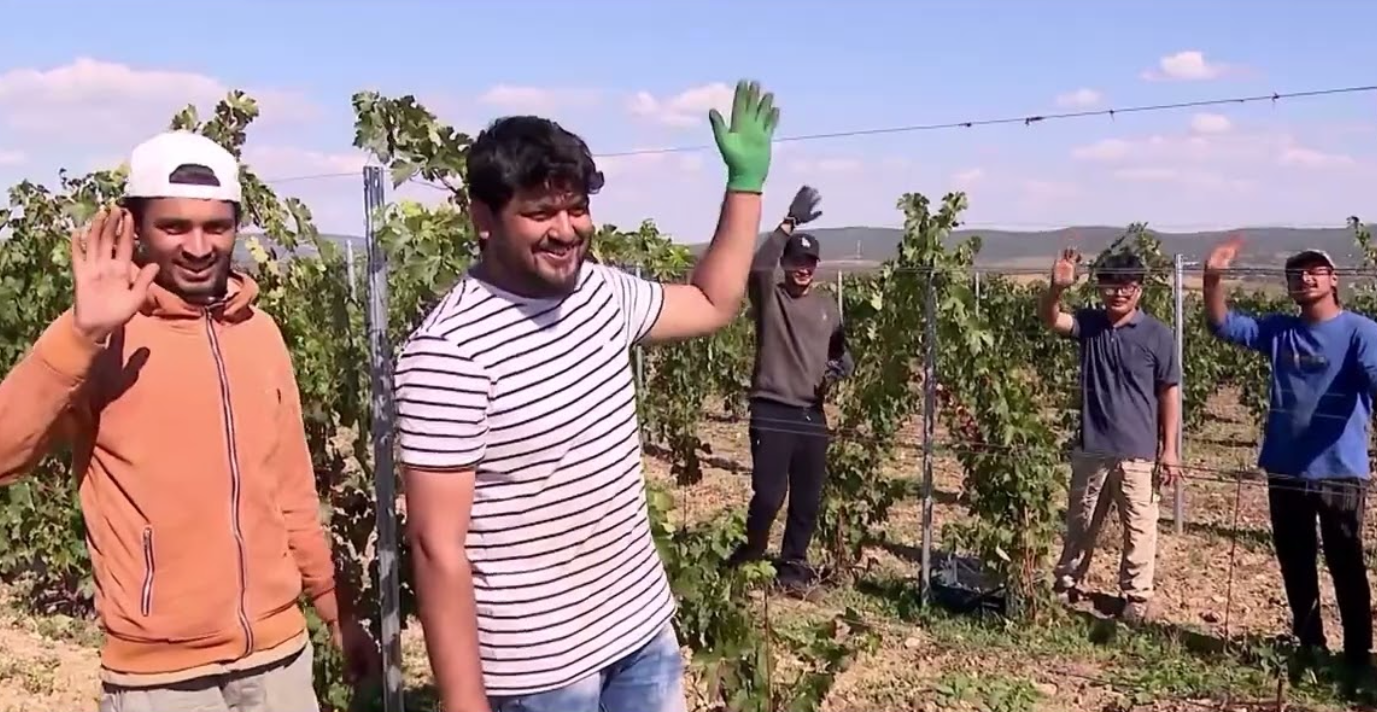 Рабочие из Шри-Ланки, Бангладеш и Непала собирают виноград в Молдове