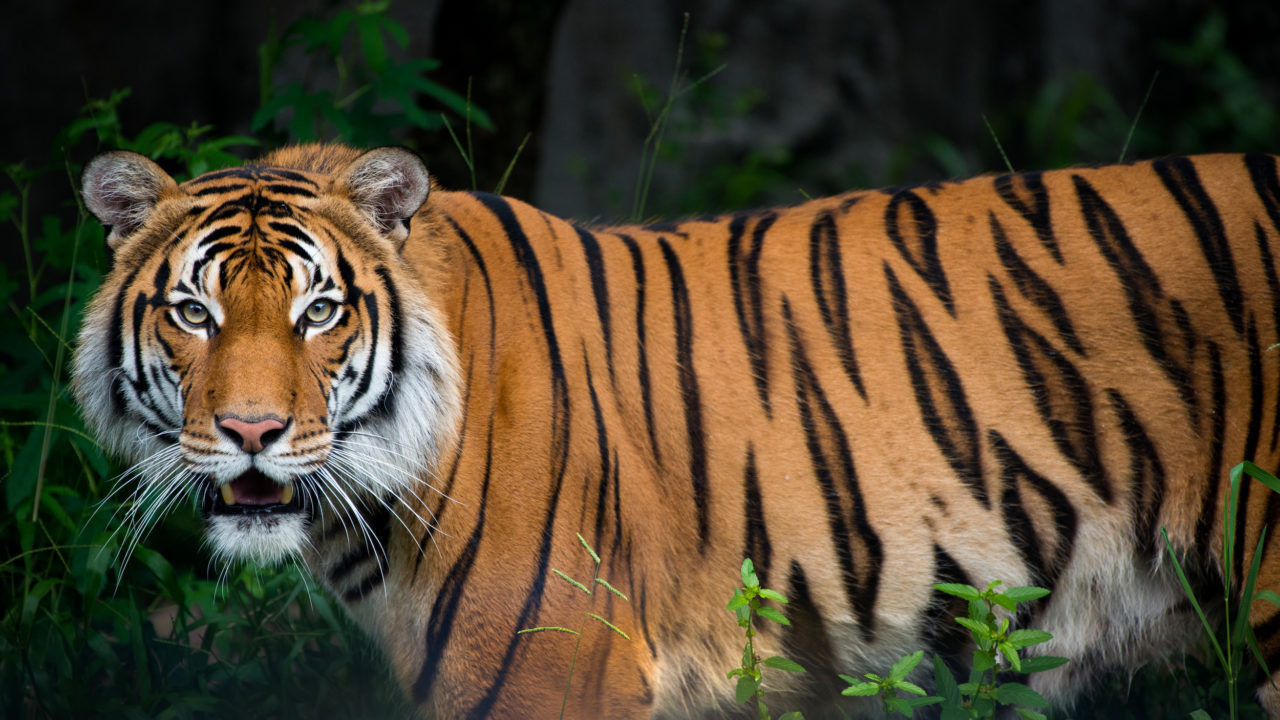 Un bărbat a murit după ce a intrat în țarcul unui tigru, într-un parc zoologic din Anglia